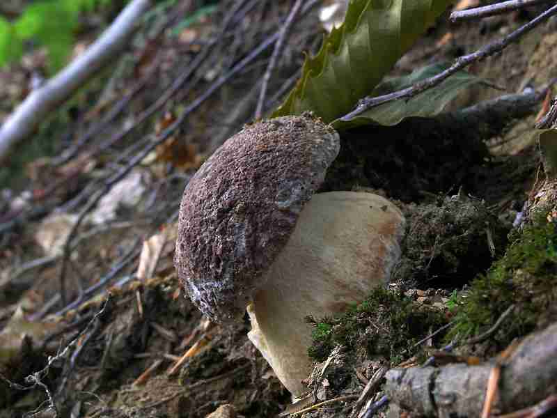  Image name: 181 Porcino.jpg 
 width: 800 pixel 
 height: 600 pixel 
 Size: 34569 bytes 
 Click to enlarge 